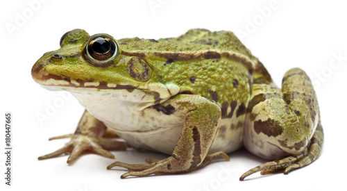 Common European frog or Edible Frog, Rana esculenta, in front of white background