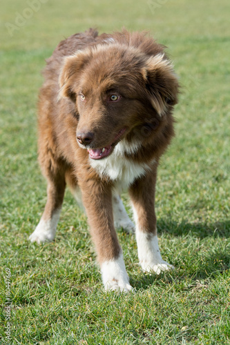 Karakachan dog portrait. The Bulgarian Shepherd dog  in the park. photo