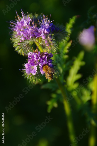 Bienenweide