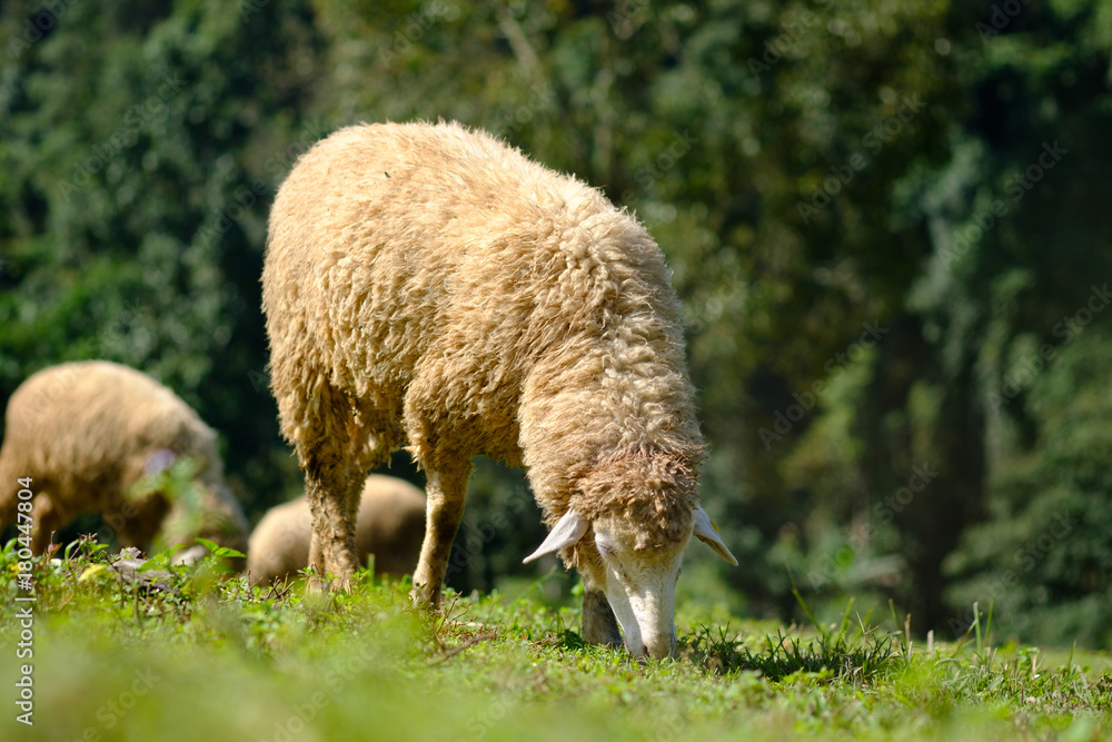 Sheeps in farmland eating meadow Sheeps in farmland eating meadow