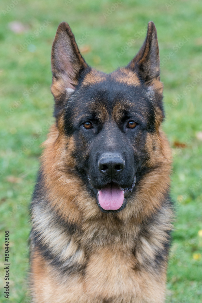 German Shepherd dog head portrait with alert expression