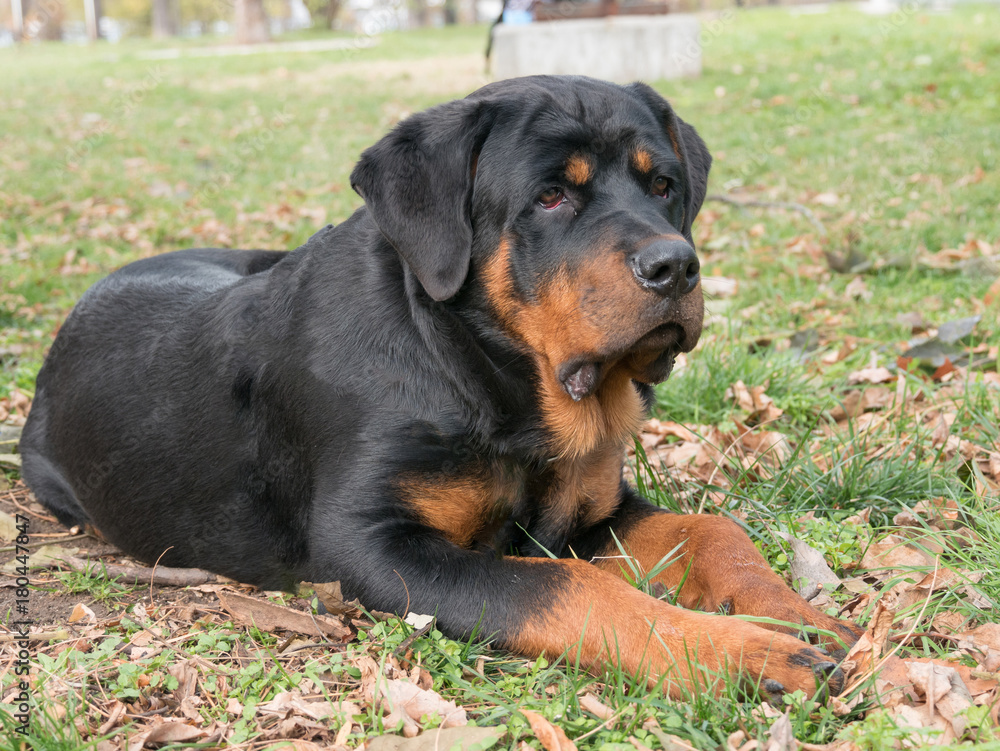 Purebred Rottweiler dog outdoors in the nature  on a summer day. Selective focus on dog