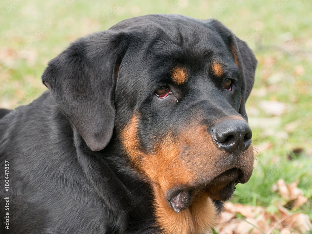 Head shot of Rottweiler . Selective focus on the dog