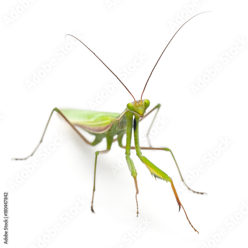 Female European Mantis or Praying Mantis, Mantis religiosa, in front of white background