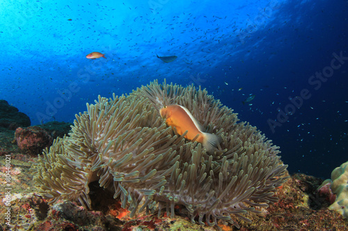 Clownfish anemonefish fish