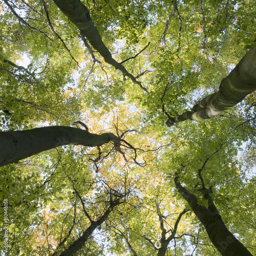 trunks and colorful autumn leaves of beech trees in forest of amelisweerd near utrecht in the netherlands photo