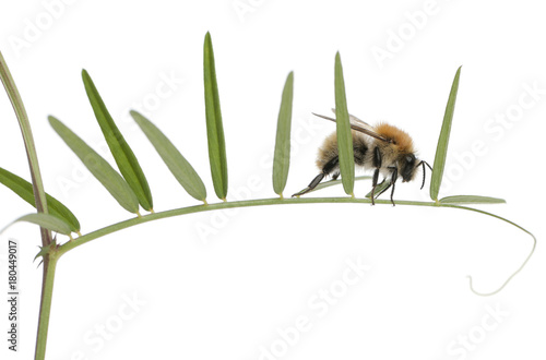Common Carder-bee, Bombus pascuorum, on plant in front of white background