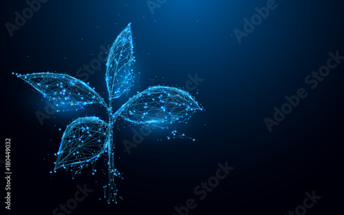 Plant from lines and triangles, point connecting network on blue background. Illustration vector