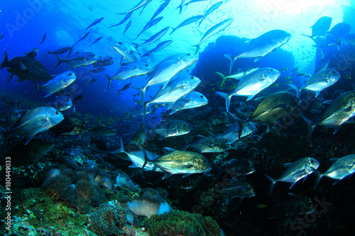 Trevally fish (Jackfish) hunting on coral reef