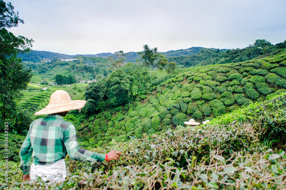 Man farmer from Bangladesh picking tea leaves on tea plantation at BOH Tea Plantations, Cameron Highlands,Malaysia.