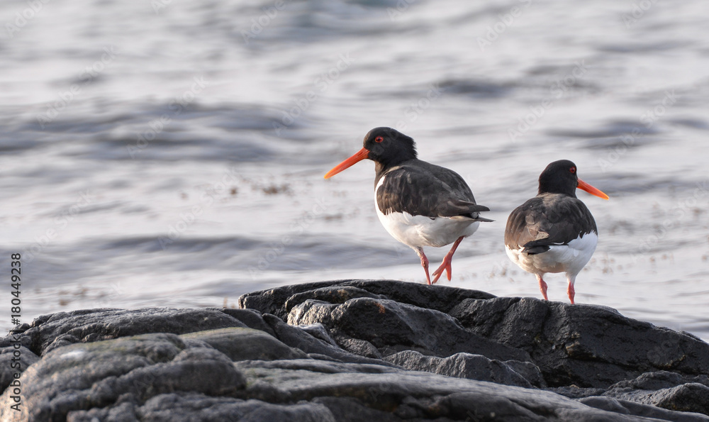 Pair of Eurasian Oystercatcher