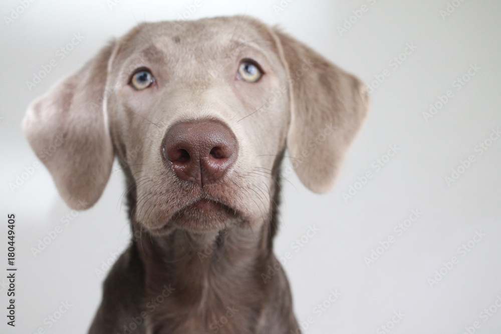 Portrait eines silberner Labrador Retriever Welpe 1 Portrait eines silberner Labrador Retriever Welpe 1