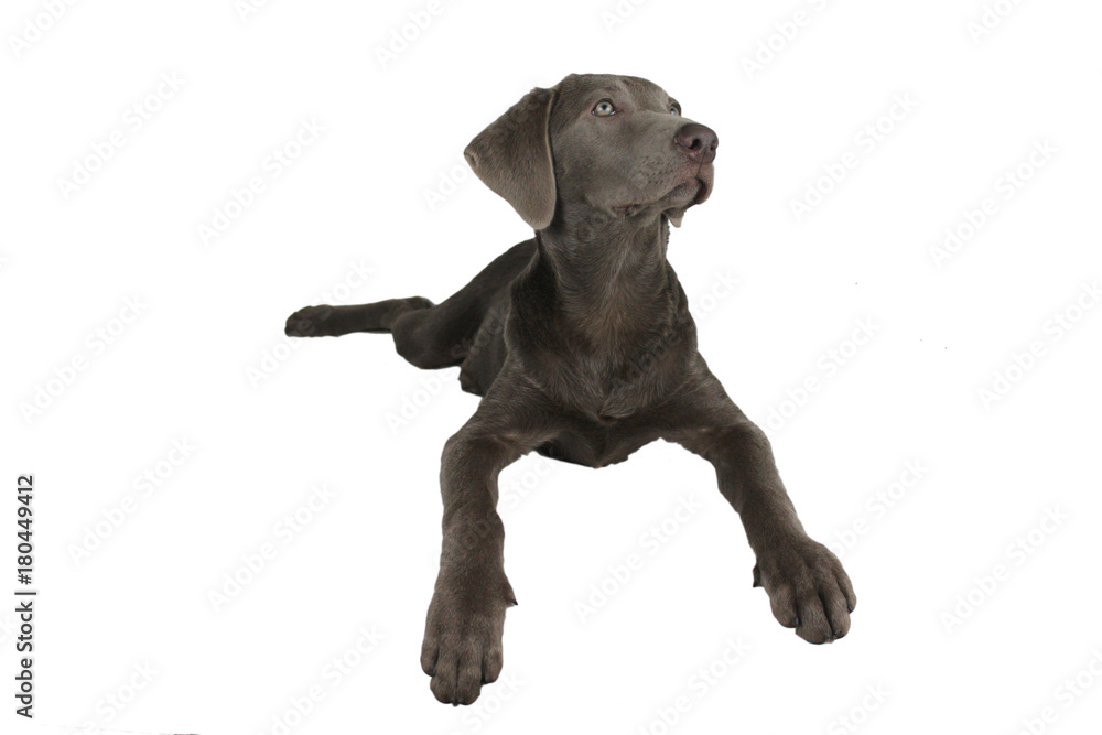 liegender silber Labrador Retriever Welpe liegender silber Labrador Retriever Welpe