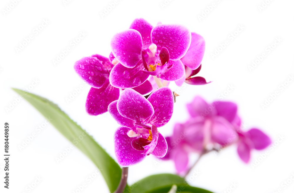 The branch of orchids on a white background The branch of orchids on a white background