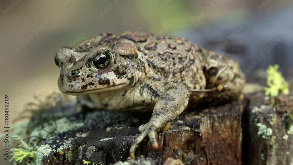 Western Toad on stump breathing. Western Toad on stump breathing.