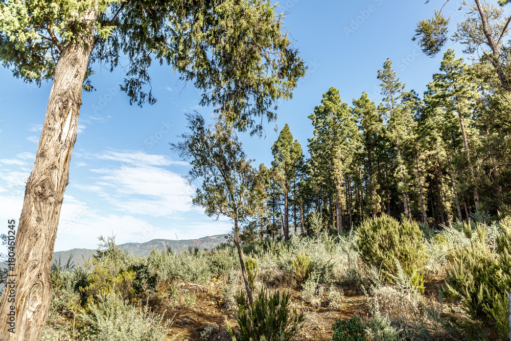 View of trees and pines of teide national park in Tenerife