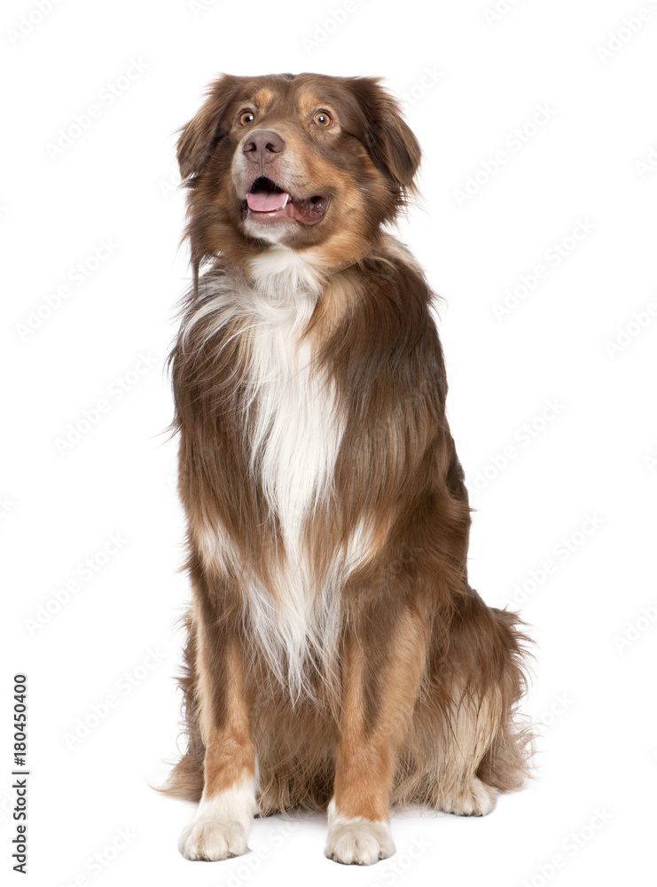 Mixed-Breed Dog panting (3 years old)