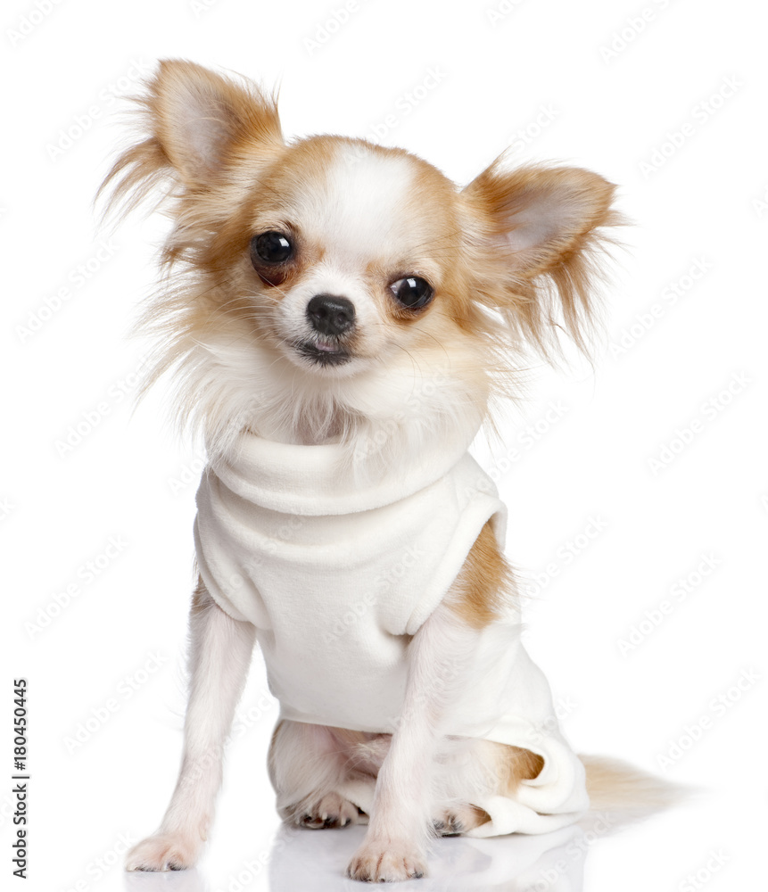  chihuahua dressed-up