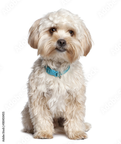 Fototapeta Naklejka Na Ścianę i Meble -  Mixed-Breed Dog with a Yorkshire Terrier (1 year old)