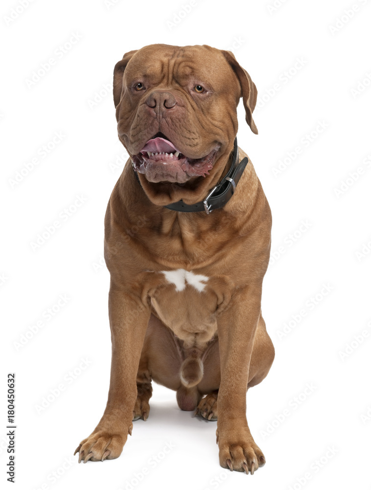 Dogue de Bordeaux (18 months old)