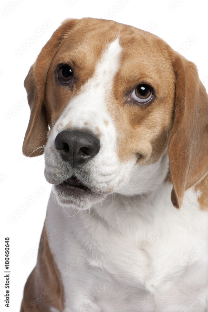 close-up on a Beagle's head (2 years old)