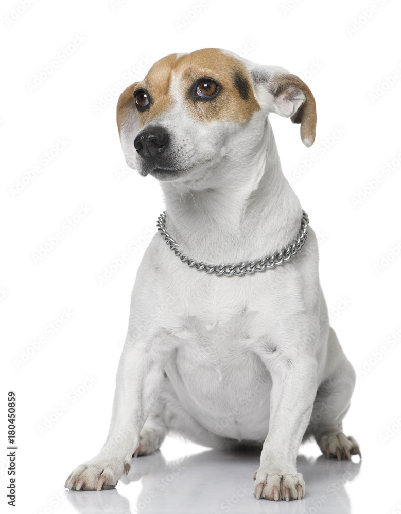Jack russell sitting Jack russell sitting