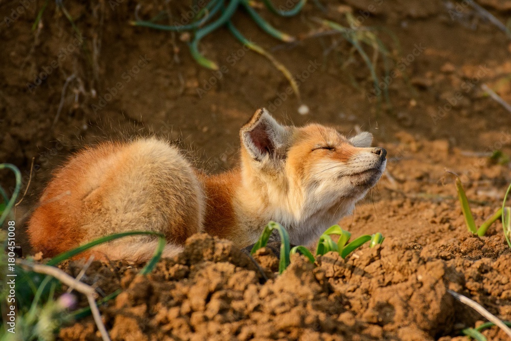 Fox basking in the sun near the hole Fox basking in the sun near the hole