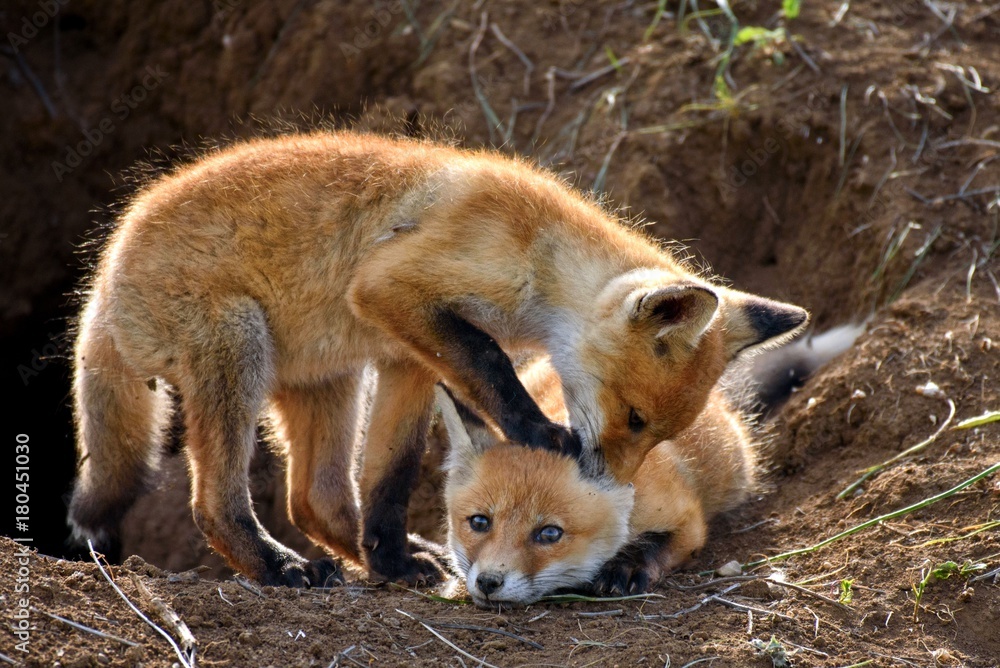 two Fox playing with holes