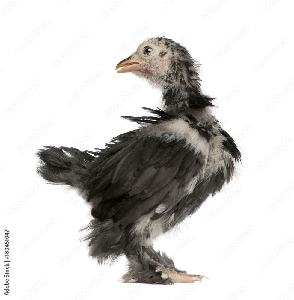 Fototapeta premium The Pekin is a breed of bantam chicken, 30 days old, standing in front of white background