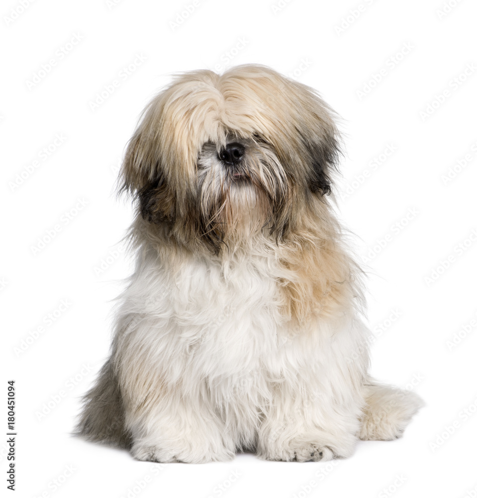 Shih Tzu, 7 years old, sitting in front of white background, studio shot Shih Tzu, 7 years old, sitting in front of white background, studio shot