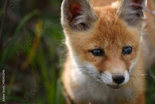 portrait of a Fox, closeup. © Tatiana