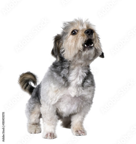 Cross Breed dog barking, 4 years old, in front of white background, studio shot © Eric Isselée