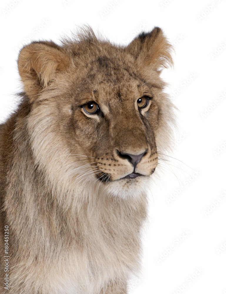 Lion, Panthera leo, 9 months old, in front of a white background, studio shot