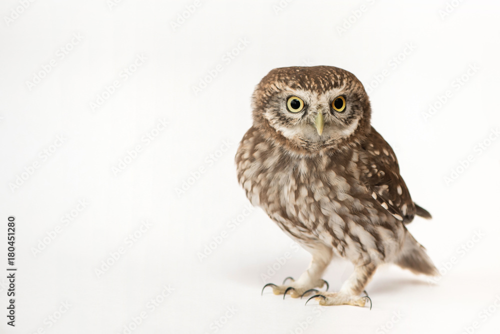 Little Owl (Athene noctua) standing in front of a white background Little Owl (Athene noctua) standing in front of a white background