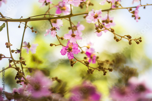 Wild Thailand Sakura flowers with bokeh background 