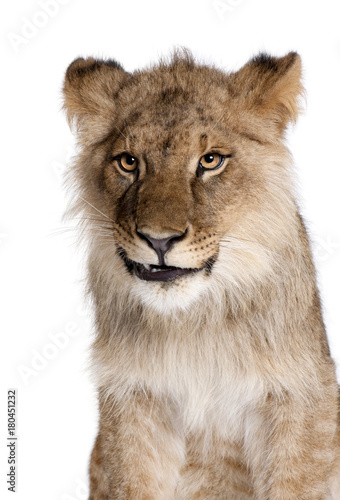 Fototapeta Naklejka Na Ścianę i Meble -  Lion, Panthera leo, 9 months old, in front of a white background, studio shot