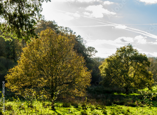 Respryn woodland clearing in the low sunlight