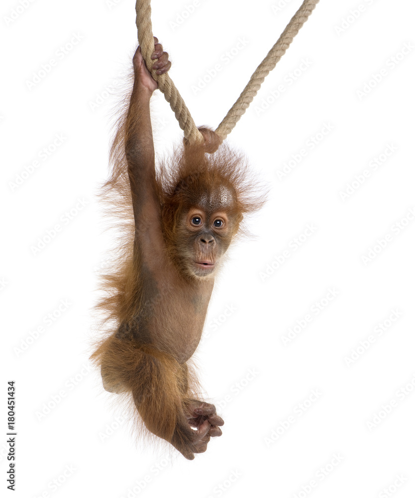 Naklejka premium Mały orangutang sumatrzański (4 miesiące), wiszący na linie, ujęcie studyjne