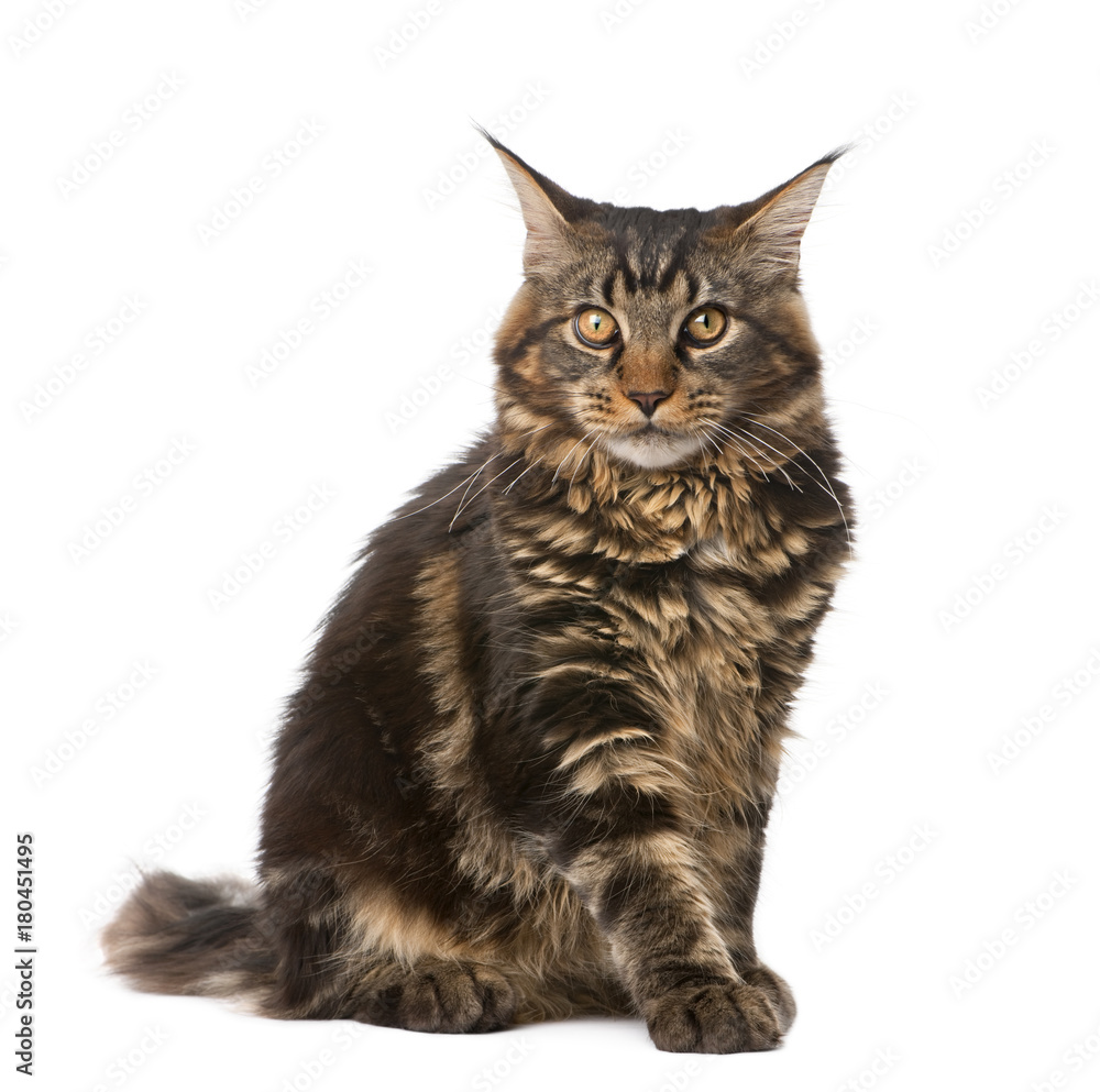 Maine Coon, 7 months old, sitting in front of white background, studio shot