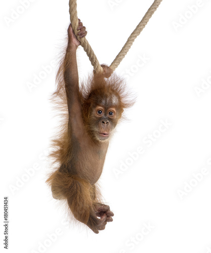 Baby Sumatran Orangutang (4 months old), hanging on a rope, studio shot