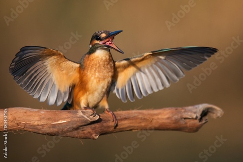 Common Kingfisher (Alcedo atthis) sitting on a beautiful background © Tatiana