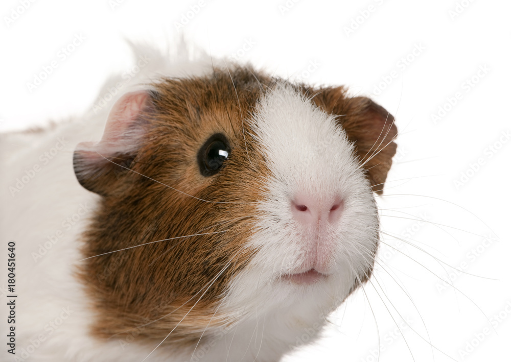 Guinea pig, Cavia porcellus, in front of white background Guinea pig, Cavia porcellus, in front of white background