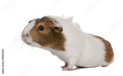 Guinea pig, Cavia porcellus, in front of white background