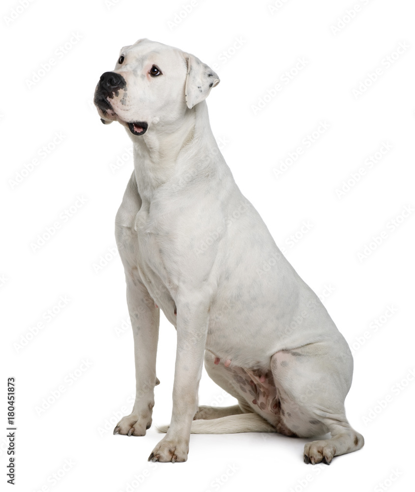 Argentine dogo, sitting in front of white background, studio shot