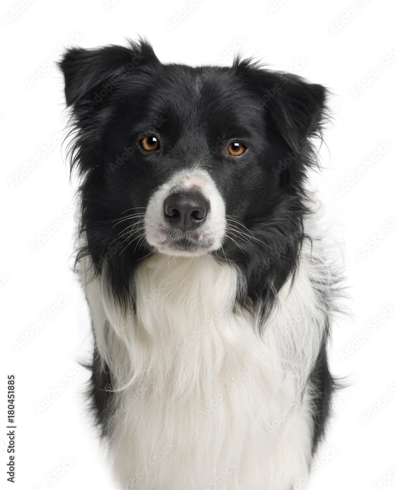 Border collie, 3 years old, standing in front of white background