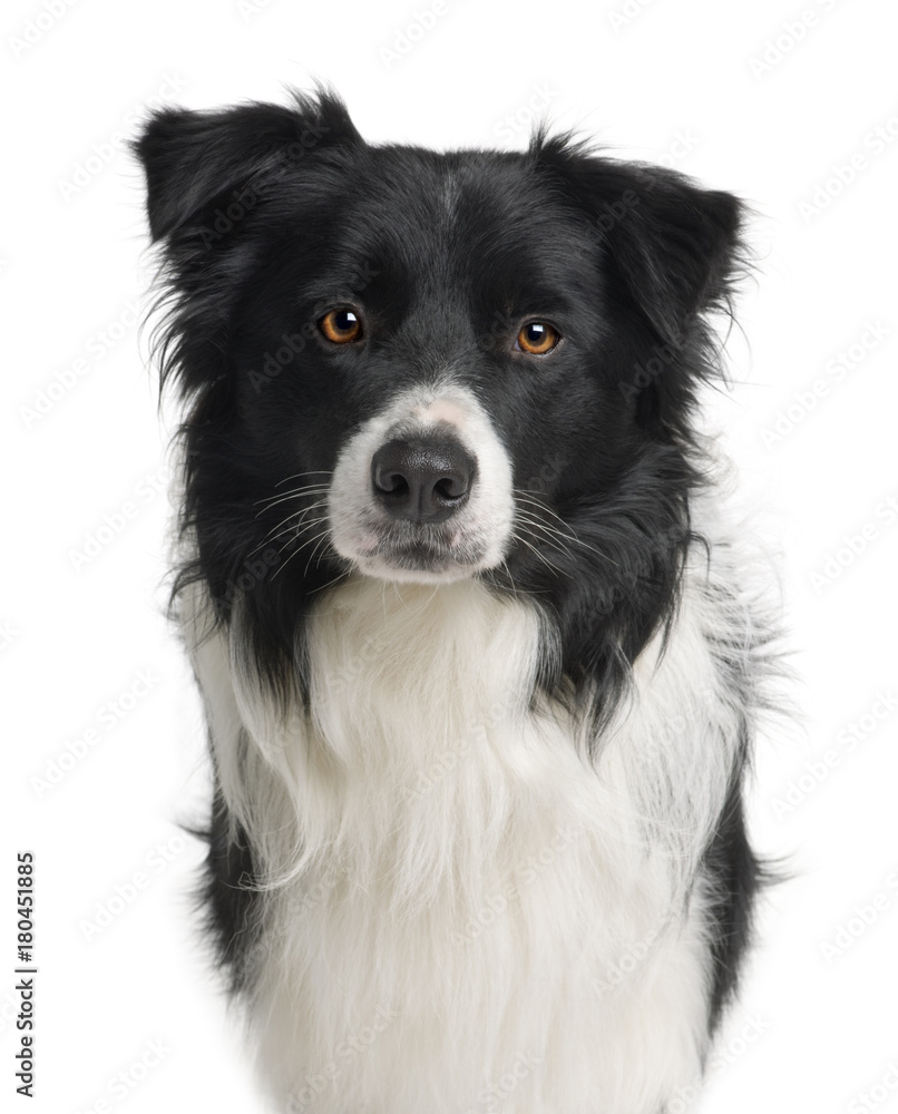 Border collie, 3 years old, standing in front of white background Border collie, 3 years old, standing in front of white background