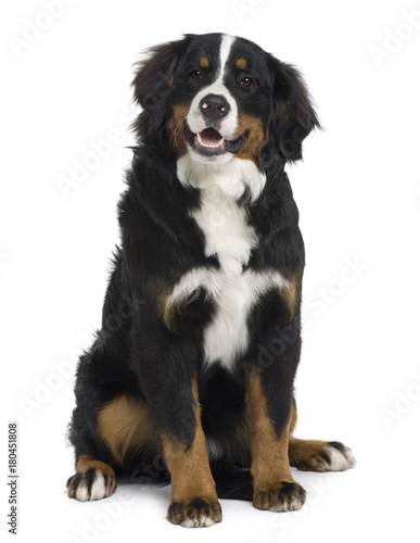 Bernese mountain dog puppy, 6 months old, sitting in front of white background