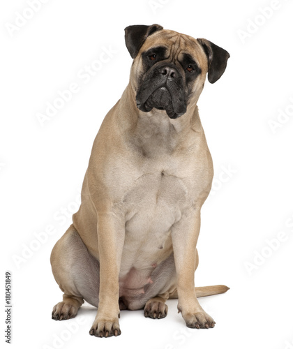 Bullmastiff, 2 years old, sitting in front of white background photo