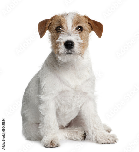 Jack Russell Terrier puppy, 5 months old, sitting in front of white background