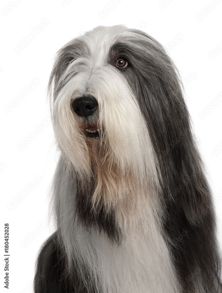 Bearded Collie, 4 years old, sitting in front of white background